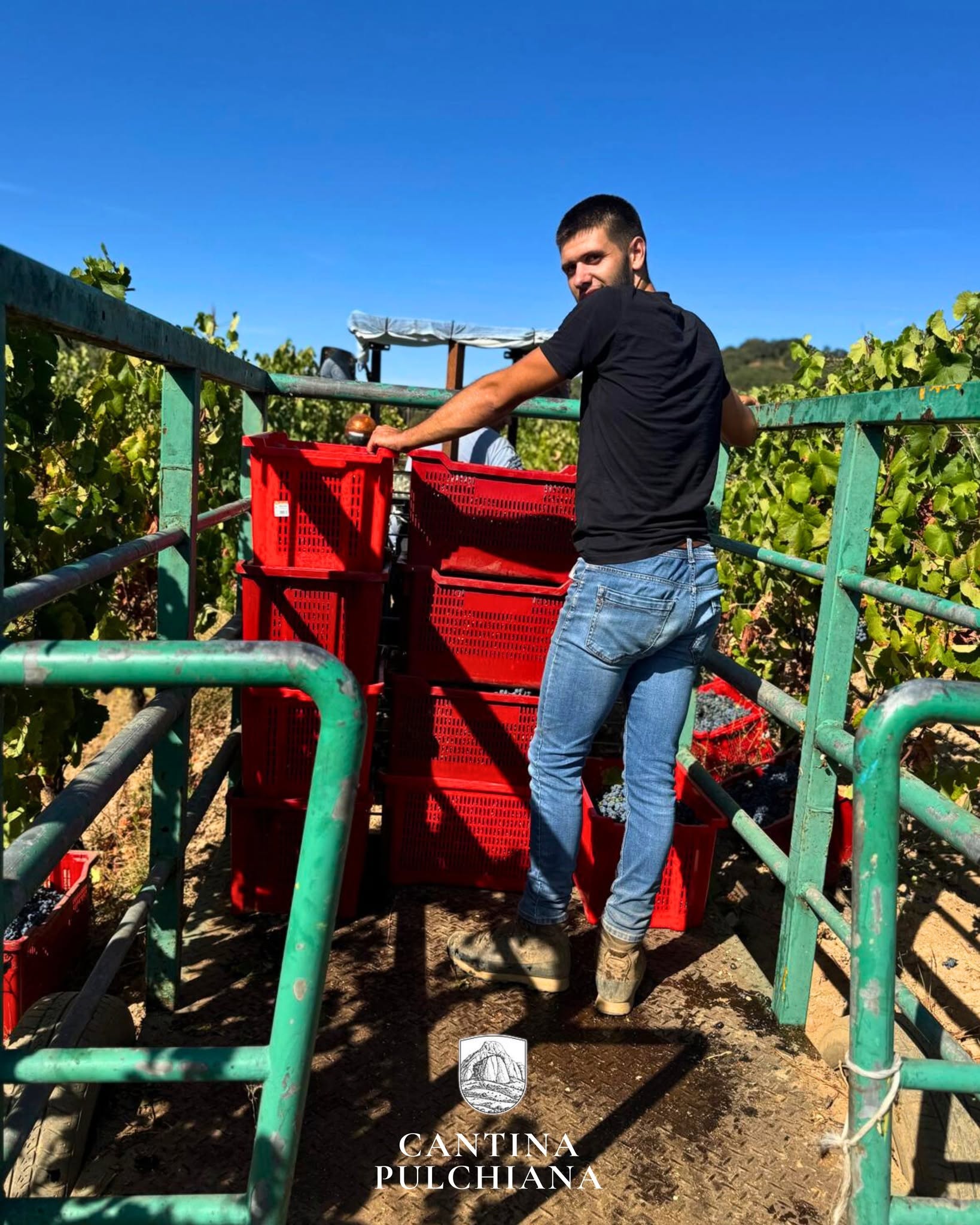 La vendemmia in vigna